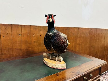 Taxidermie-Staande-Fazant-1