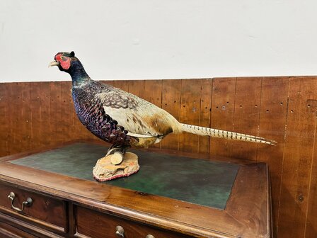 Taxidermie-Staande-Fazant-2