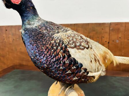Taxidermie-Staande-Fazant-6