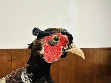 Taxidermie-Staande-Fazant-5