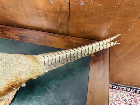 Taxidermie-Staande-Fazant-8