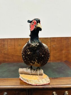 Taxidermie-Staande-Fazant-4
