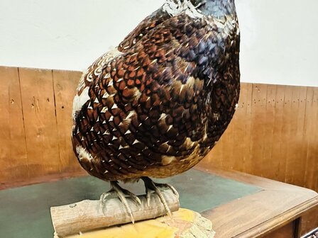 Taxidermie-Staande-Fazant-7