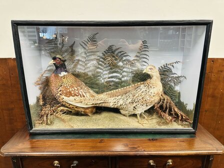 Taxidermie-Fazanten-in-Vitrine-1