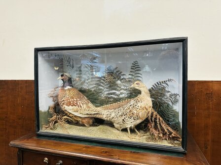 Taxidermie-Fazanten-in-Vitrine-2
