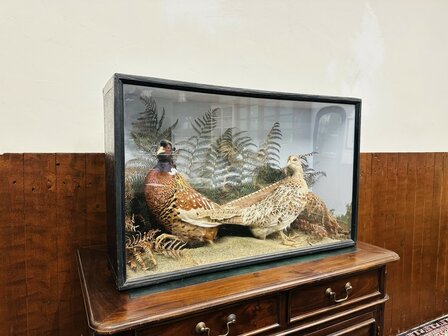 Taxidermie-Fazanten-in-Vitrine-3