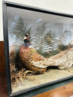 Taxidermie-Fazanten-in-Vitrine-4