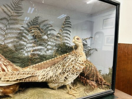 Taxidermie-Fazanten-in-Vitrine-5