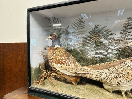 Taxidermie-Fazanten-in-Vitrine-6
