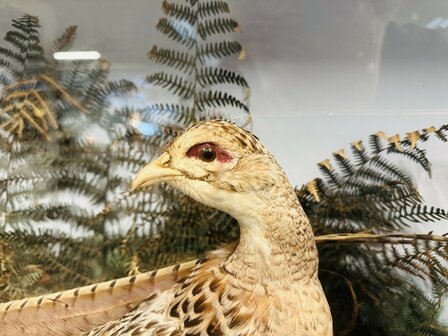 Taxidermie-Fazanten-in-Vitrine-7