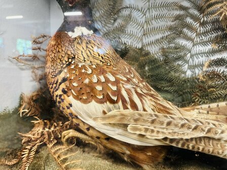 Taxidermie-Fazanten-in-Vitrine-9