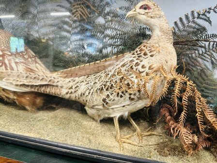 Taxidermie-Fazanten-in-Vitrine-10