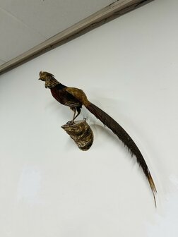 Taxidermie-Goudfazant-Wandmodel-3
