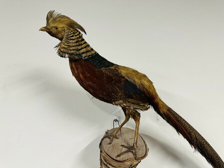 Taxidermie-Goudfazant-Wandmodel-4