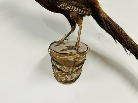 Taxidermie-Goudfazant-Wandmodel-5