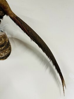 Taxidermie-Goudfazant-Wandmodel-7