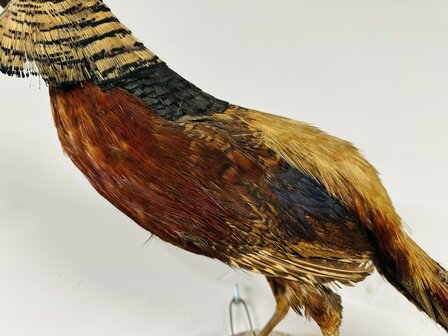 Taxidermie-Goudfazant-Wandmodel-8
