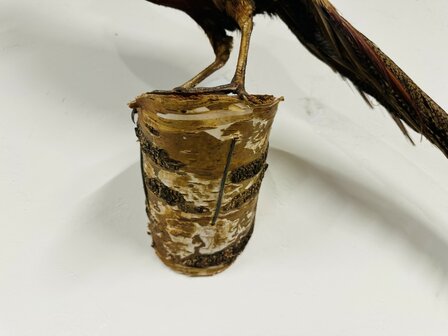 Taxidermie-Goudfazant-Wandmodel-9