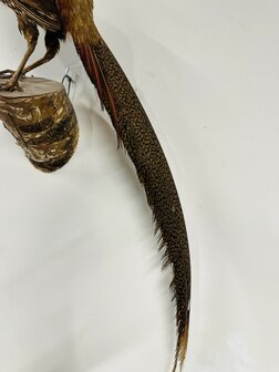 Taxidermie-Goudfazant-Wandmodel-11