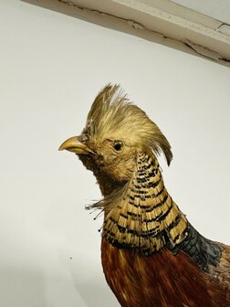 Taxidermie-Goudfazant-Wandmodel-12