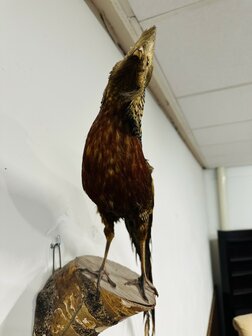 Taxidermie-Goudfazant-Wandmodel-13