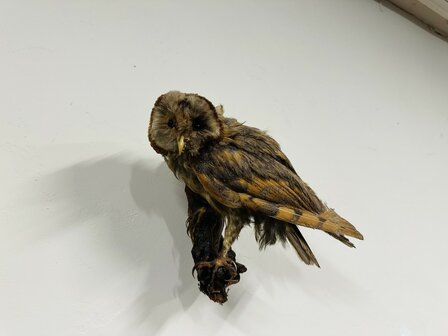 Taxidermie-Uil-Wandmodel