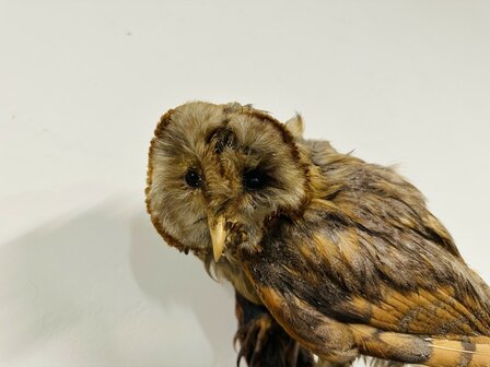 Taxidermie-Uil-Wandmodel-1