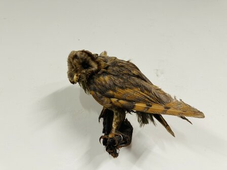 Taxidermie-Uil-Wandmodel-2