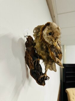 Taxidermie-Uil-Wandmodel-4