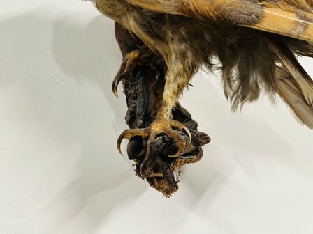 Taxidermie-Uil-Wandmodel-5