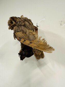 Taxidermie-Uil-Wandmodel-6