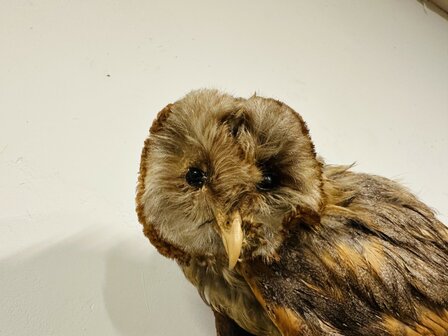 Taxidermie-Uil-Wandmodel-7