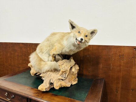Taxidermie-Vos-Op-Hout-1