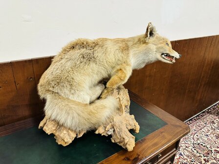 Taxidermie-Vos-Op-Hout-2