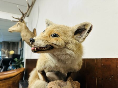 Taxidermie-Vos-Op-Hout-3