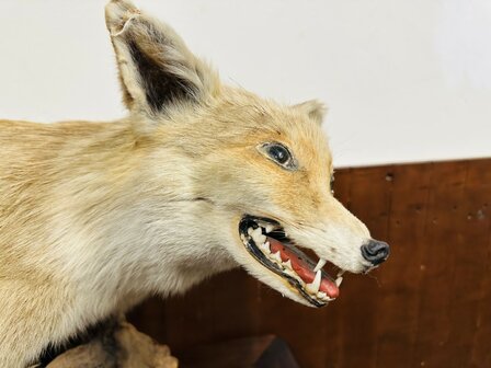 Taxidermie-Vos-Op-Hout-4