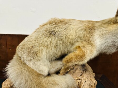 Taxidermie-Vos-Op-Hout-5
