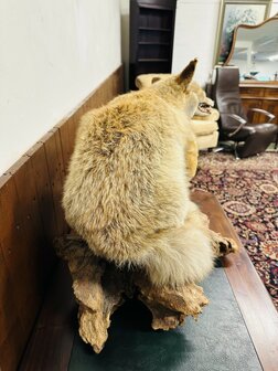 Taxidermie-Vos-Op-Hout-6