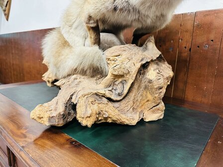 Taxidermie-Vos-Op-Hout-7