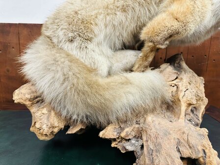 Taxidermie-Vos-Op-Hout-8