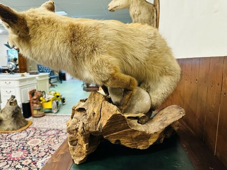 Taxidermie-Vos-Op-Hout-9
