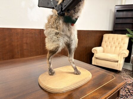 Taxidermie-Opgezet-Vos-verkleed-als-Jager