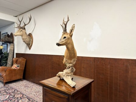 Taxidermie-Reebok-op-Hout