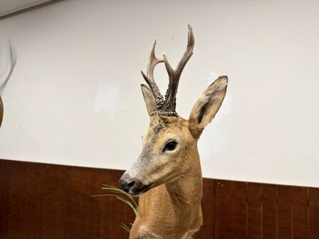 Taxidermie-Reebok-op-Hout