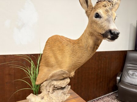 Taxidermie-Reebok-op-Hout