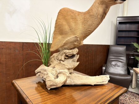 Taxidermie-Reebok-op-Hout