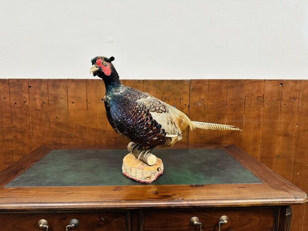 Taxidermie-Staande-Fazant