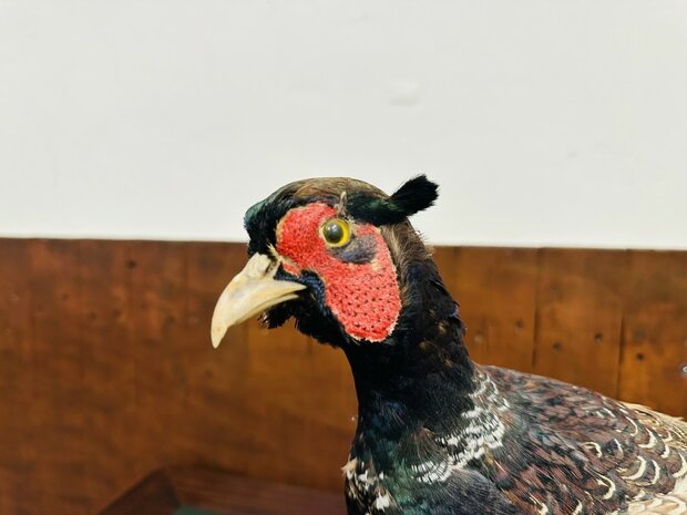 Taxidermie-Staande-Fazant-4