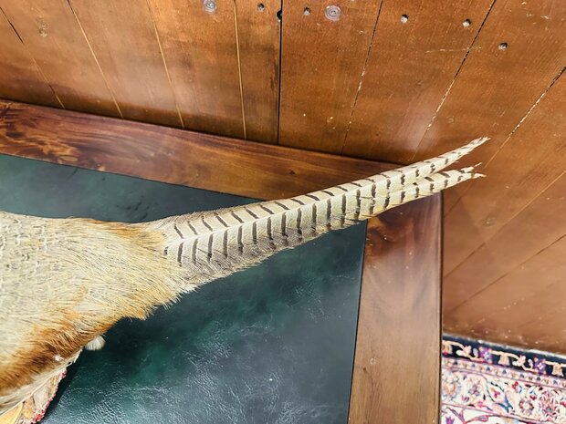 Taxidermie-Staande-Fazant-8