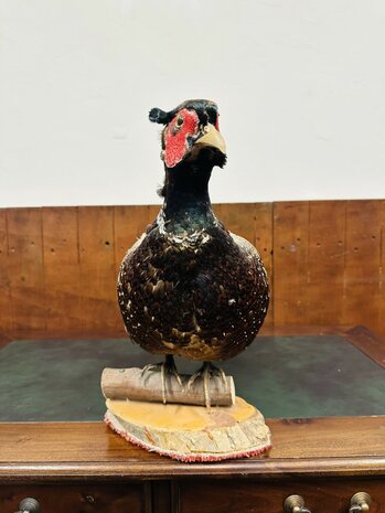 Taxidermie-Staande-Fazant-4